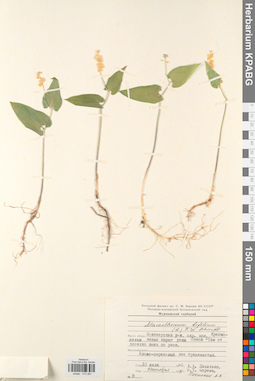 KPABG013261
