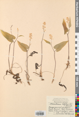 KPABG013272