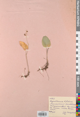 KPABG013274