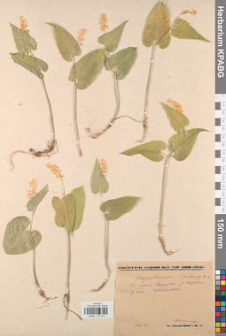 KPABG013275