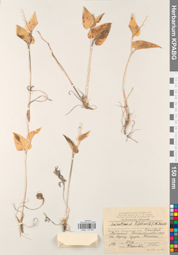 KPABG013283