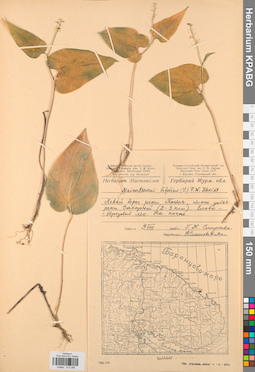 KPABG013286