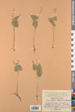 KPABG013287