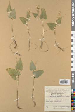 KPABG013288