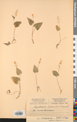 KPABG013292