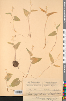KPABG013293