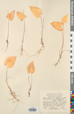 KPABG013296