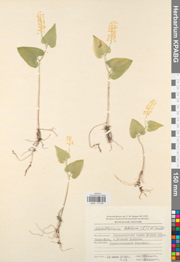 KPABG013306
