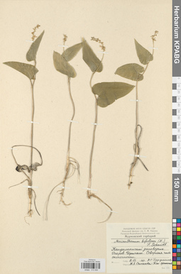 KPABG013309