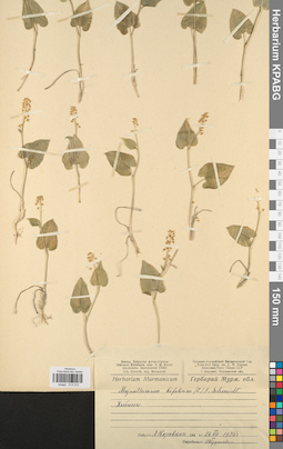KPABG013312
