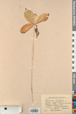 KPABG013326