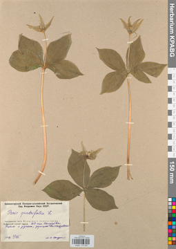 KPABG013335