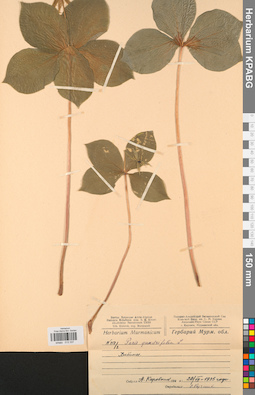KPABG013337