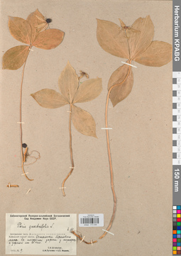 KPABG013338