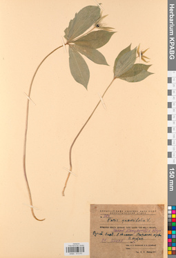 KPABG013372