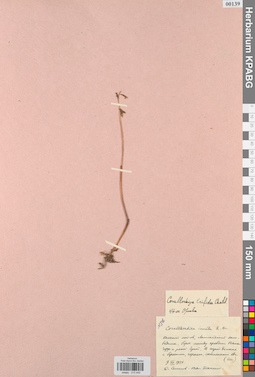 KPABG013445