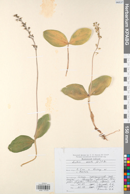 KPABG013529