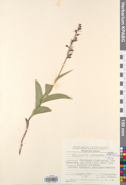 KPABG013550