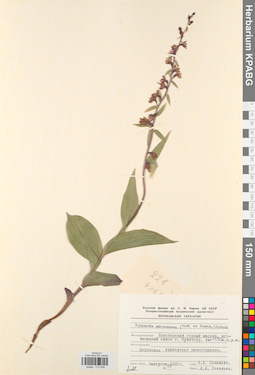 KPABG013558