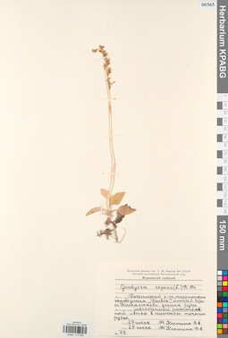 KPABG013595