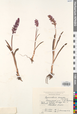 KPABG013804
