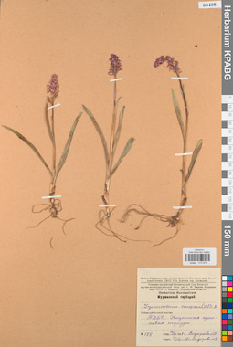 KPABG013815