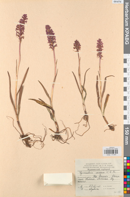 KPABG013861