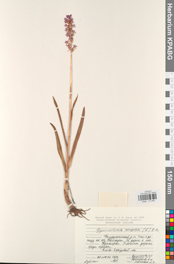 KPABG013866