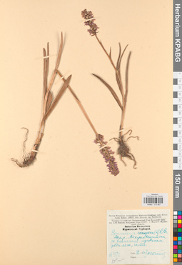 KPABG013867