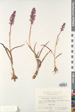 KPABG013870