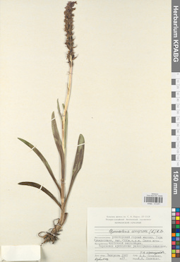 KPABG013871