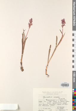 KPABG013876