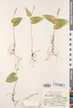 KPABG019594