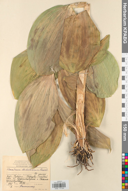 KPABG013064