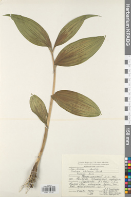 KPABG013067