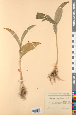 KPABG013069