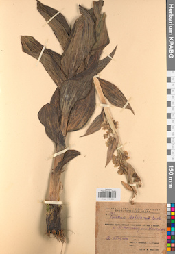 KPABG013086