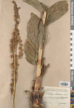 KPABG013087