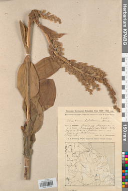 KPABG013096