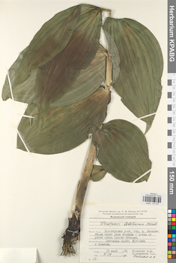 KPABG013104