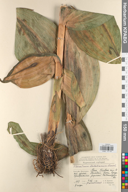 KPABG013108