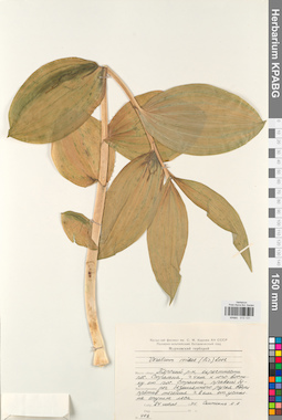 KPABG013131