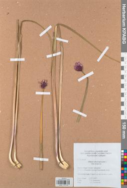 KPABG013140