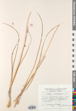 KPABG013141