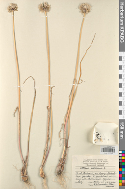 KPABG013142