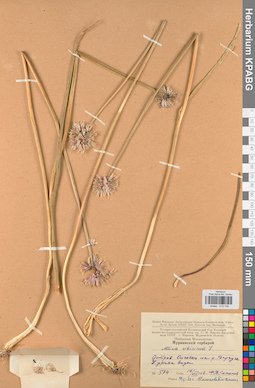 KPABG013146