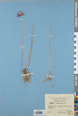 KPABG013153