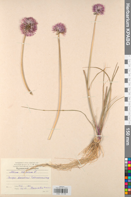 KPABG013168