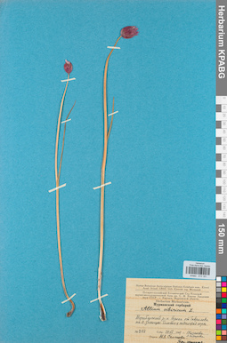 KPABG013181