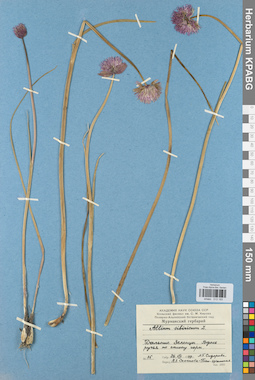 KPABG013193